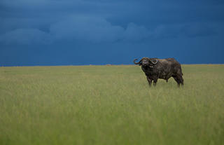 Lone Buffalo in the Mara