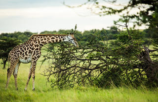 Giraffe near Mara Plains