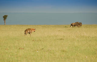 Hyena on the Hunt in the Mara