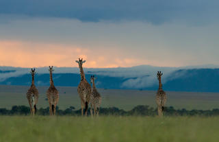 Giraffe in the Masai Mara