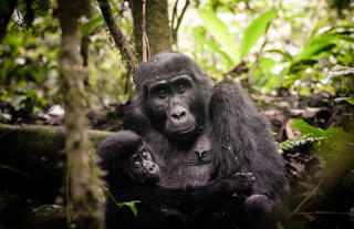 Sanctuary Gorilla Forest Camp Gorilla tracking