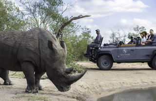 Silvan Safari