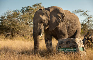 Hamiltons Tented Camp - Wildlife - Elephant