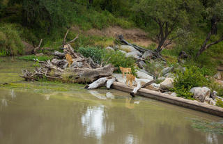 Hamiltons Tented Camp - Wildlife - Lion 1