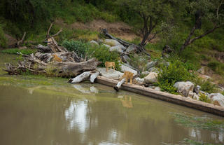 Hamiltons Tented Camp - Wildlife - Lion 2