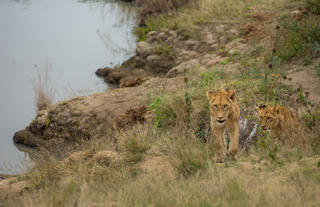 Hamiltons Tented Camp - WIldlife - Lion 3