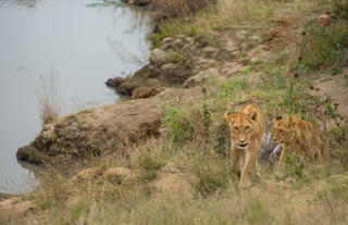 Hamiltons Tented Camp - Wildlife - Lion 4