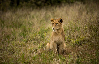 Hamiltons Tented Camp - Wildlife - Lion 5