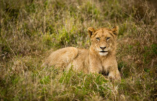 Hamiltons Tented Camp - Wildlife - Lion 6