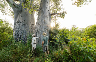 Island Baobab Trees