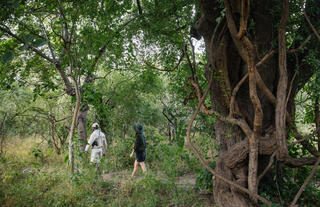 Guided Island Walk