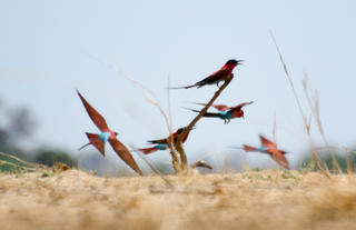 South Luangwa Birdlife