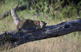 Leopard sighting Khwai