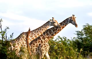 Giraffes in Khwai