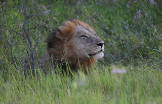 Lion Spotting