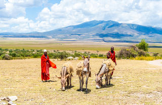 Donkey Walk