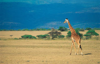Wildlife