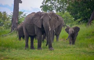 Elephants on the river banks