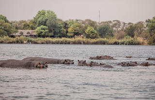 Hippos