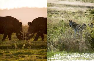 Wildlife
