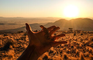Bushman walks