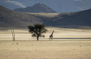 Wildlife