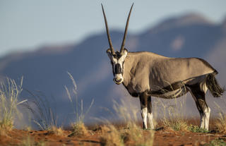 Wildlife