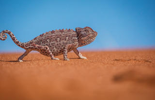 Wildlife