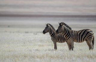 Wildlife