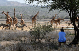 Wildlife at the waterhole