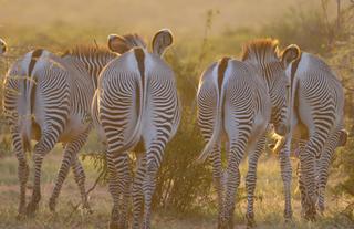 Grevy Zebra