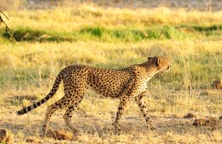 Cheetah