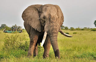 Elephant (Big 5)