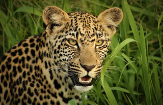 Leopard (Big 5)