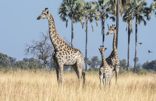 Xigera Safari Lodge