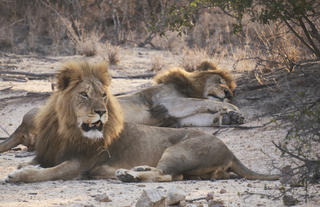 AfriCamps at Hoedspruit