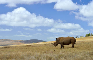 White Rhino on Borana Conservancy