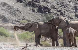 Elephants on Huab Excursion