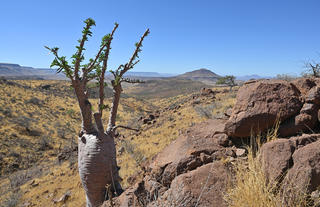 Bottle tree (Pachypodium Lealii)