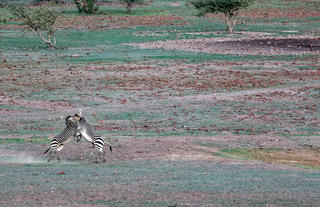 Mountain Zebras