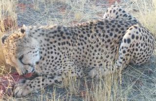Cheetah Feeding