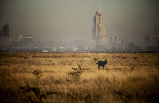 Game drive from Nairobi Tented Camp