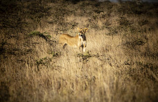 Game drive from Nairobi Tented Camp