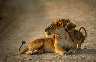 Game drive from Nairobi Tented Camp