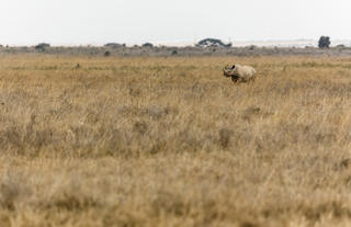 Game drive from Nairobi Tented Camp