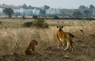 Game drive from Nairobi Tented Camp