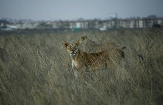 Game drive from Nairobi Tented Camp