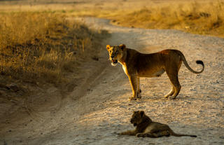 Game drive from Nairobi Tented Camp