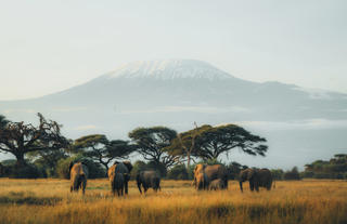 Elephants and Kilimanjaro