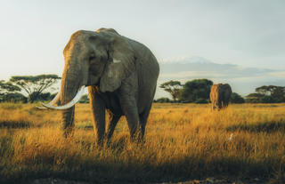 Tusker and Kili
